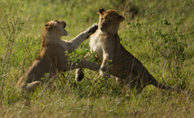 lion